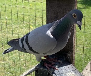 Phil and Neil Bates NEHU Hen 2nd Fed Wincanton 1456 Birds 24 06 25B