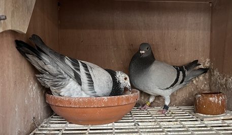 Blue Hen Provisional 1st Chester 2 Bird with her mate 23 07 25a