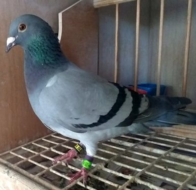 Davis Wright Sons Messac winner at Swadlincote taking 3rd open NMCC 07 07 25a