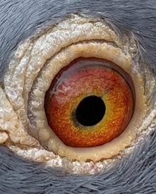 Eye of 345 16 07 25d