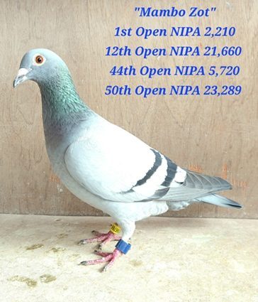 Mambo Zot 1st National NIPA Yearling National Winner 2210 Birds 04 07 25a