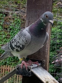 Phil and Neil Bates 5th Fed 769 birds and 9th Fed 971 birds 10 07 25b
