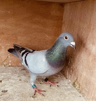 IMG 1073 11 08 25A
