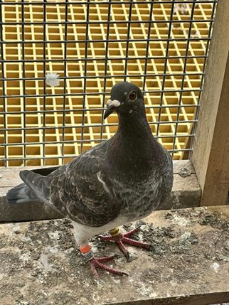 Knocker bird 14 08 25a