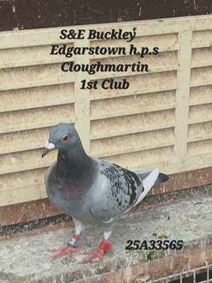 SE Buckley bird 21 08 25a