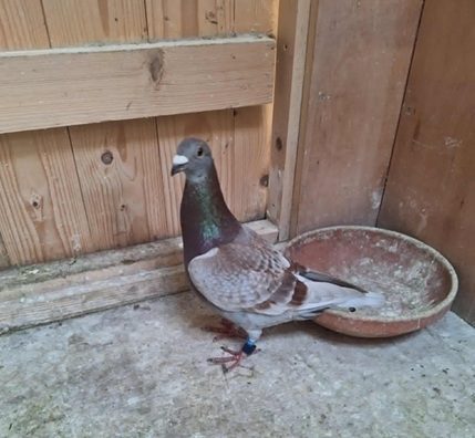 coyle bird 01 08 25b