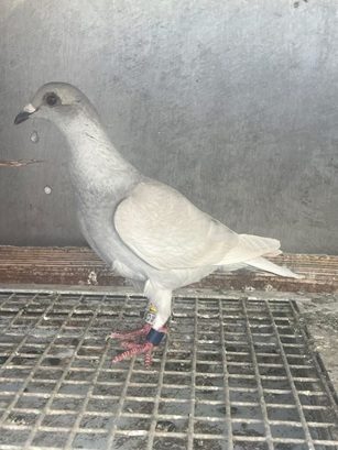 rj parke bird 06 08 25d