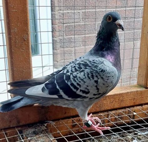 Bird 1st Sect H 16 09 25c