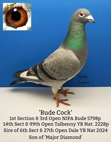 Bude Cock 02 09 25a