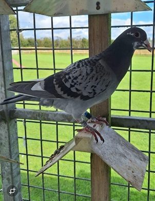Coyle bird 11 09 25d