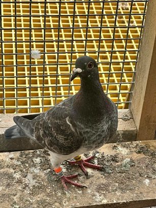 Knocker Bills 1st Section C Winning Pigeon 04 09 25B