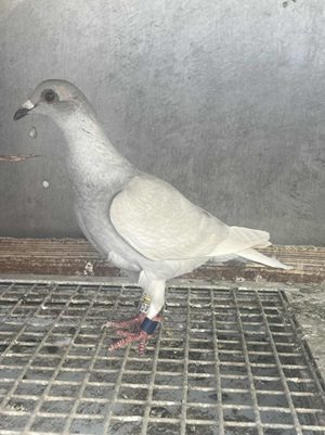 Parke bird 11 09 25d