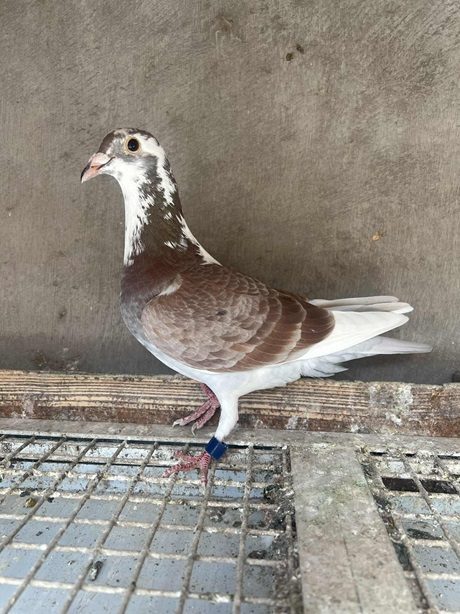 RJ Parke bird 03 09 25a