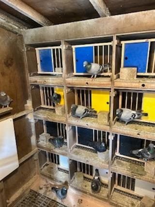 Racing box section Andy Graham 25 09 25a