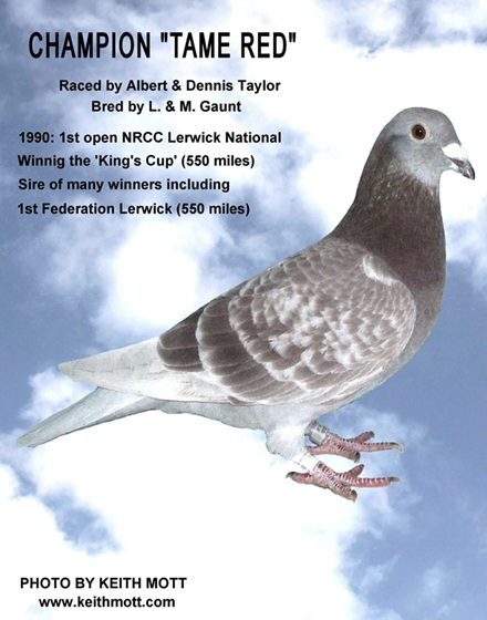 100B CHAMPION TAME RED 10 10 25a