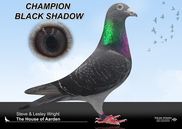 BLACK SHADOW 15 10 25a