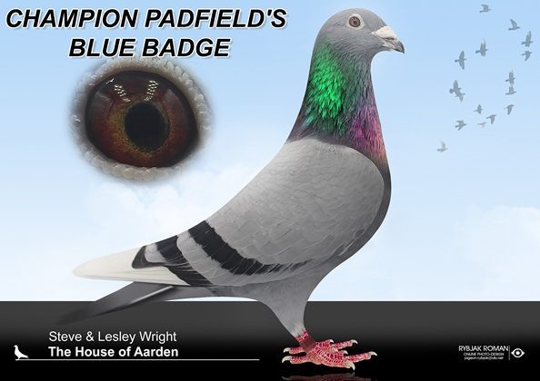 BLUE BADGE 15 10 25a