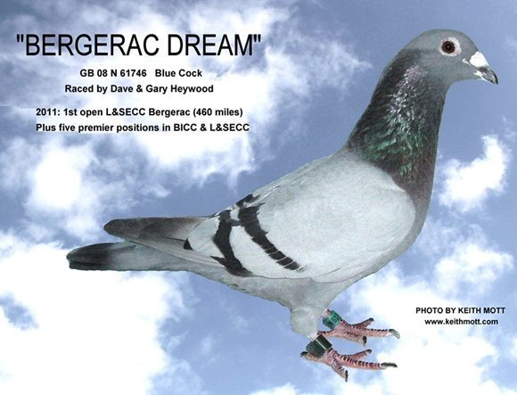 Z8D BERGERAC DREAM 24 10 25a