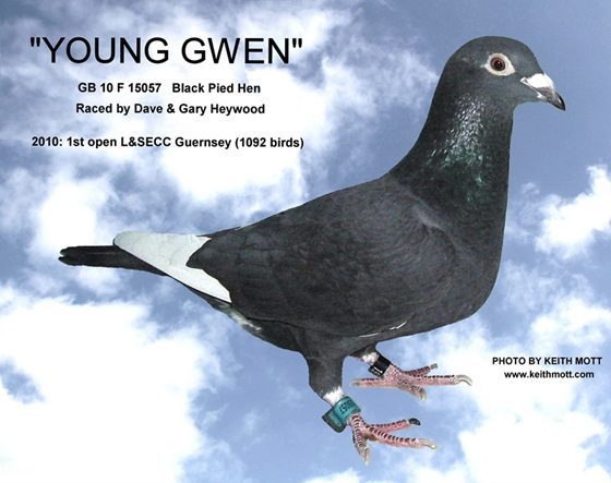 Z8E YOUNG GWEN 24 10 25a