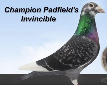 padfields invincible b 15 10 25a