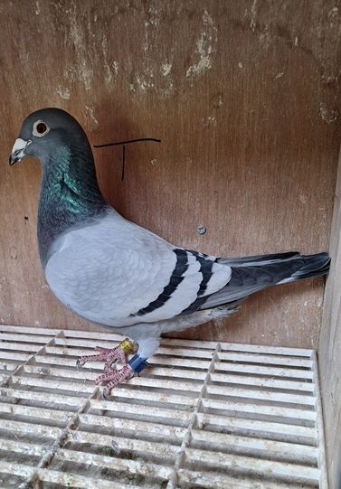 coyle bird 12 11 25 c