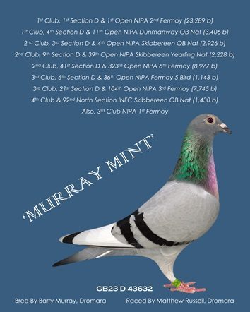 murray 1st open fermoy 20 11 25
