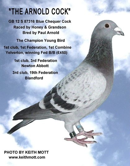 100E THE ARNOLD COCK 23 01 26A