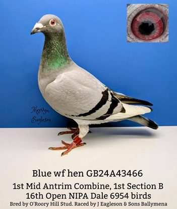 Bluewfhen eagleson 27 01 26a