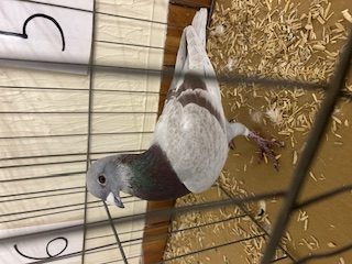 IMG 1555 13 01 26a
