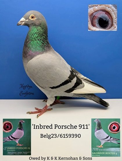 Inbred 911 Kernohan 27 01 26a