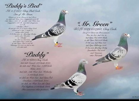 Montage of Jacob cocks 16 01 26c