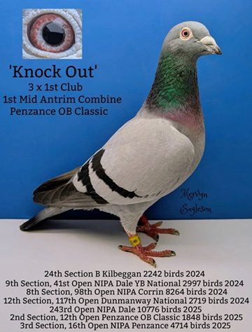 Knock Out kernoan 10 03 26a