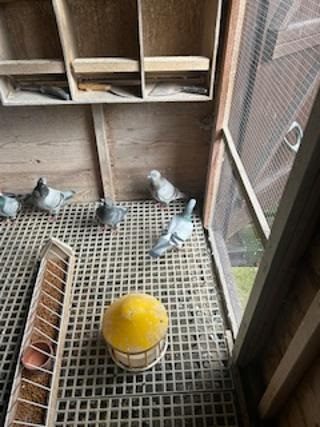 birds in loft Billy McCudden 10 03 26b