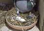Davids photo of hen on her nest see text 10 03 23