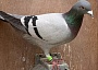Phil and Neil Bates 41 Hen 1st Fed Wincanton 1456 Birds 24 06 25B