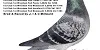 JI C Millward 11 Hen 11 06 25A