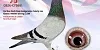 second bird 19 12 24a