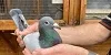 Brian Jones 1st Fed 1495 birds Hullavington 18 06 25A