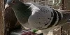 Phil and Neil Bates 07 In 2025 4th Fed 1456 6th Fed 769 birds and 7th Fed 971 birds 10 07 25b