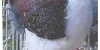 Gazzi 04 03 25a