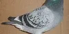 B K SIMPSON CHEQUER PIED COOREMAN COCK