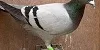 Phil and Neil Bates 41 Hen 1st Fed Wincanton 1456 Birds 24 06 25B