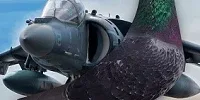 maverick