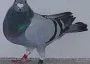 Alis Blue see text