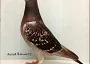 http://www.elimarpigeons.com/images/emertondiablos_000.jpg