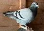 big tomo cock 3rd fed