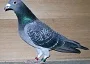 ThaddaeusGB13N69693.jpg