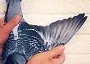 Racing pigeon winner of prizes up to almost 500 miles