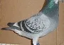 B K SIMPSON CHEQUER PIED COOREMAN COCK