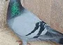1st Fed the Norris Cock